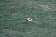 Estyn-Y-Mor-Aberporth-Gallery-15